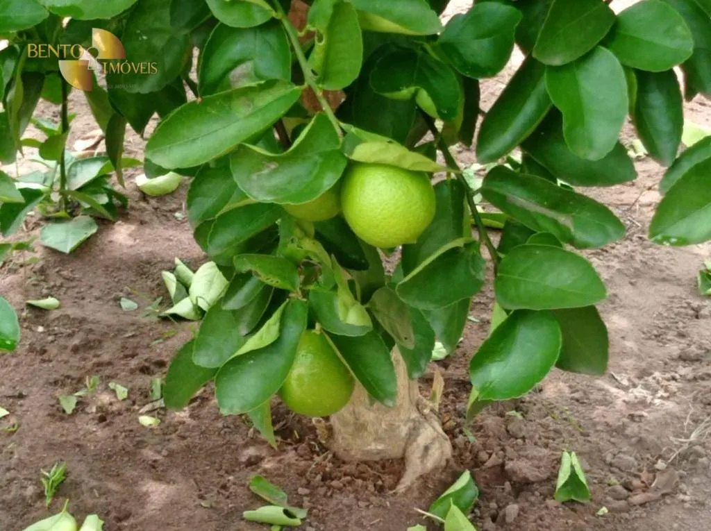 Fazenda à venda de 226 ha em Santo Antônio do Leverger, MT, Brasil