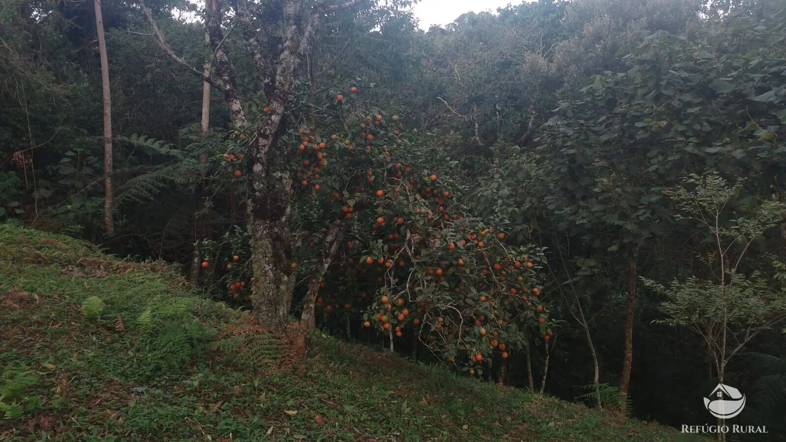 Sítio à venda de 5 ha em São José dos Campos, SP, Brasil