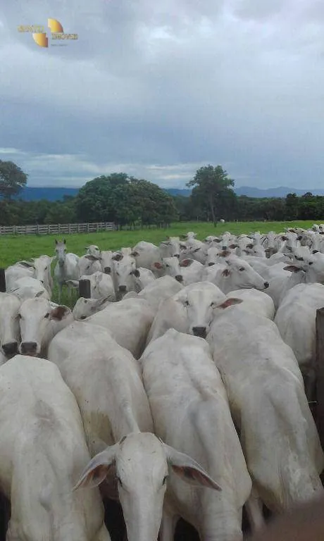 Farm for sale of 4,823 acres in Poconé, MT, Brazil