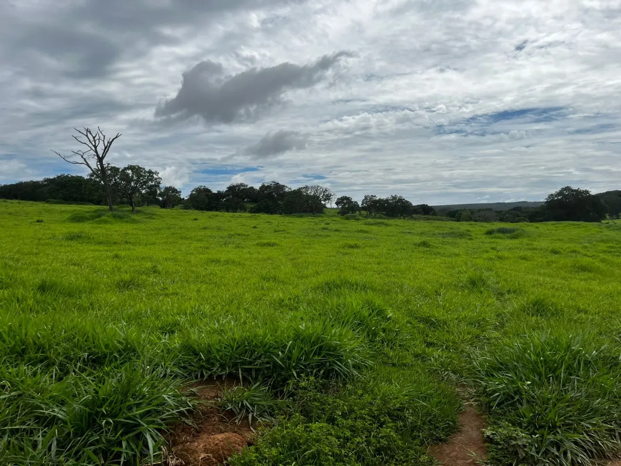 Fazenda à venda de 102 ha em Luziânia, GO, Brasil