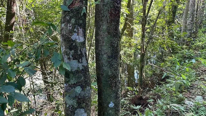 Sítio à venda de 57 ha em Riozinho, RS, Brasil