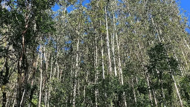 Sítio à venda de 57 ha em Riozinho, RS, Brasil