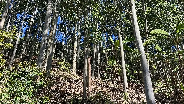 Sítio à venda de 57 ha em Riozinho, RS, Brasil