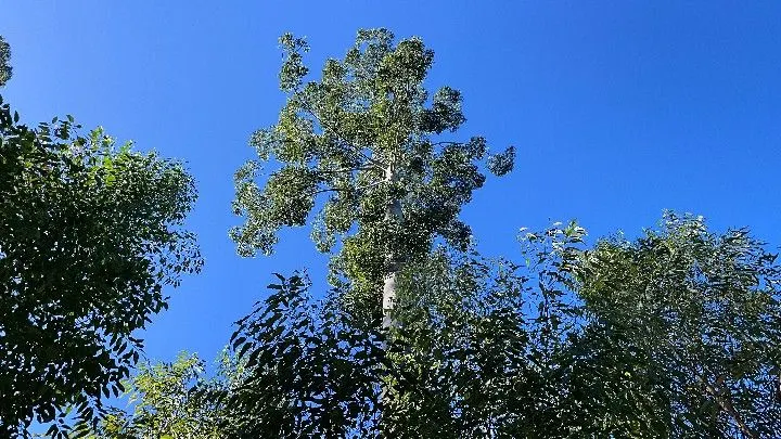 Sítio à venda de 57 ha em Riozinho, RS, Brasil