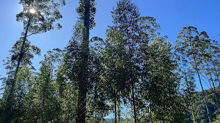 Sítio à venda de 57 ha em Riozinho, RS, Brasil