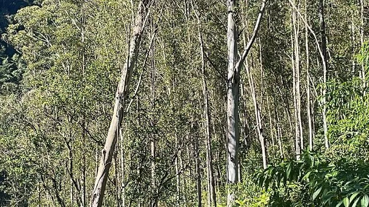Sítio à venda de 57 ha em Riozinho, RS, Brasil