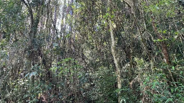 Sítio à venda de 57 ha em Riozinho, RS, Brasil