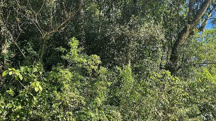 Sítio à venda de 57 ha em Riozinho, RS, Brasil