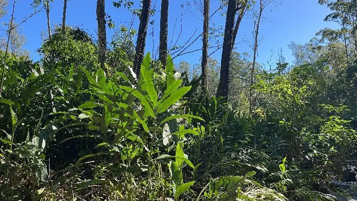 Sítio à venda de 57 ha em Riozinho, RS, Brasil