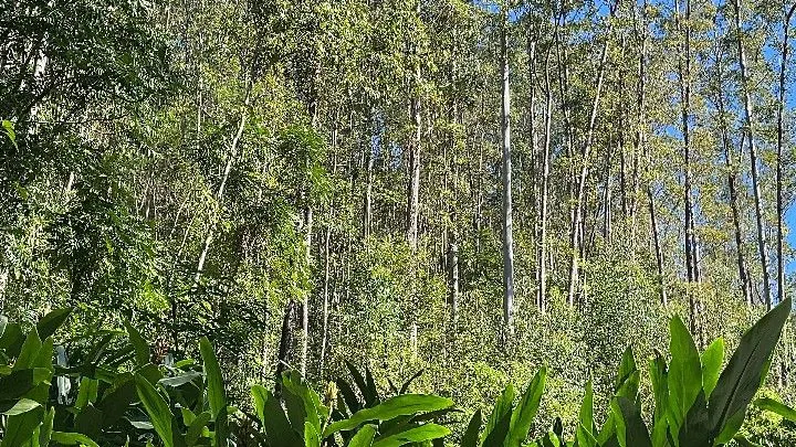 Sítio à venda de 57 ha em Riozinho, RS, Brasil