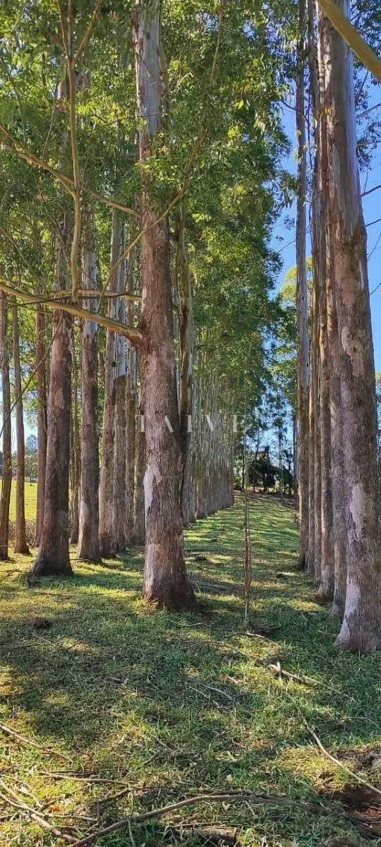 Fazenda à venda de 289 ha em Pardinho, SP, Brasil