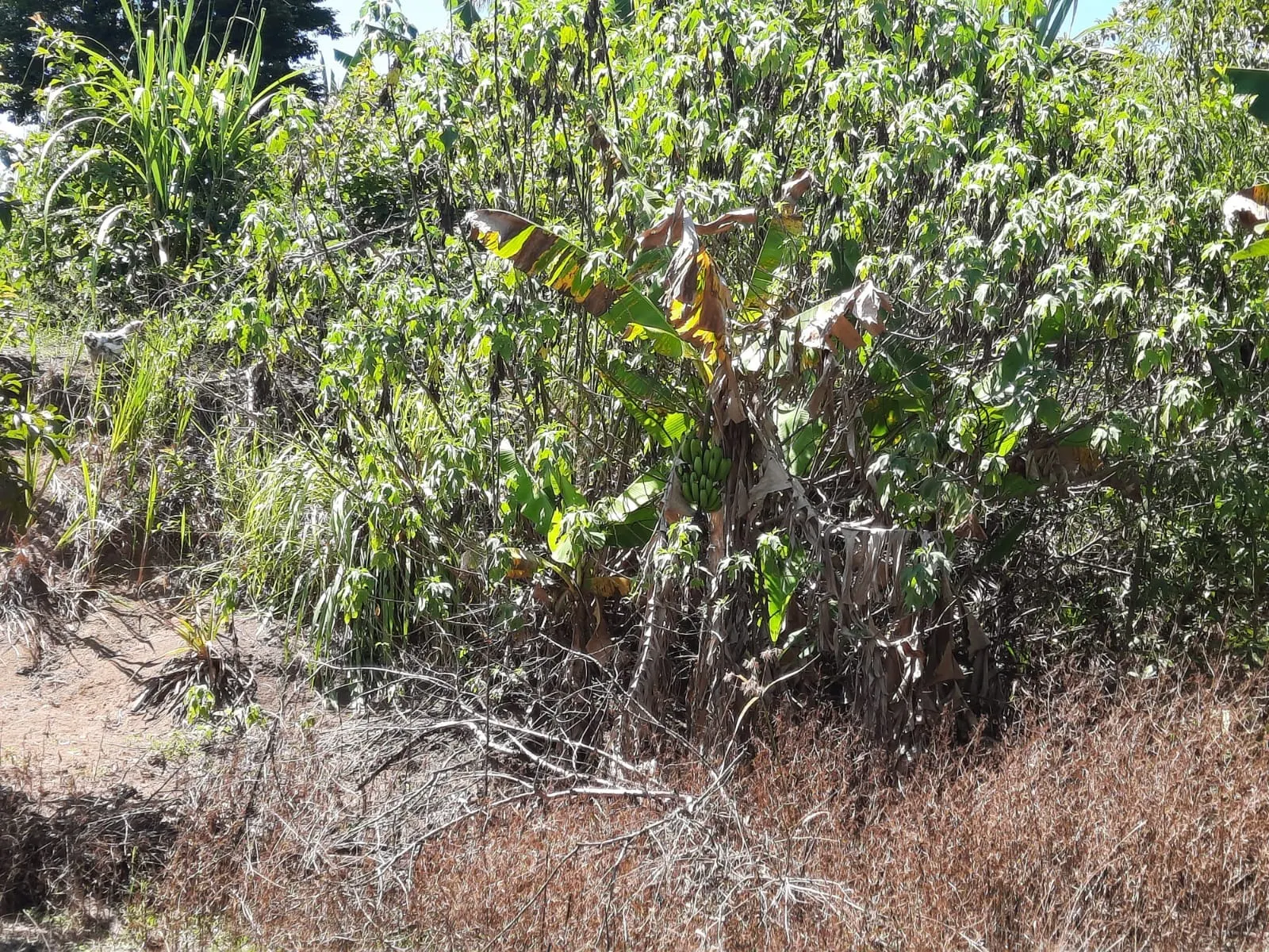 Chácara à venda de 2 ha em Caçapava, SP, Brasil