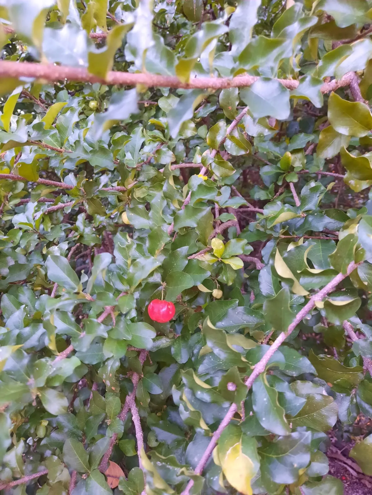 Chácara à venda de 2 ha em Caçapava, SP, Brasil