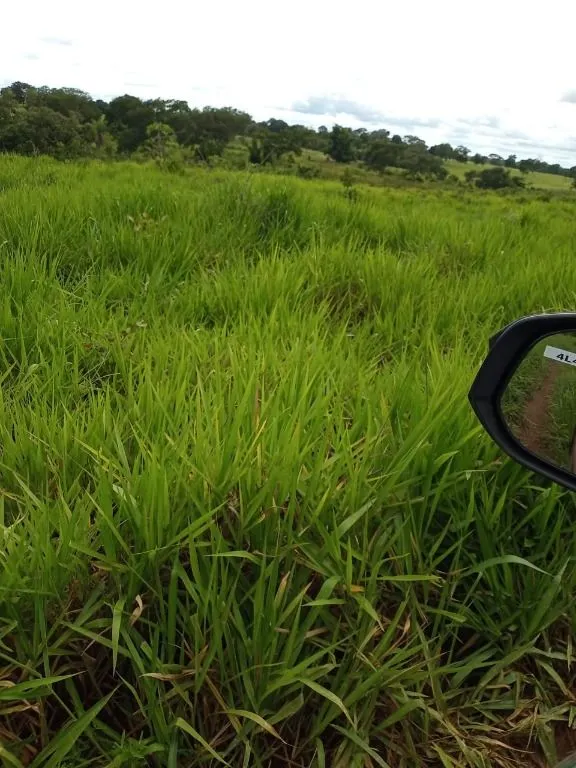 Farm for sale of 247 acres in Poconé, MT, Brazil