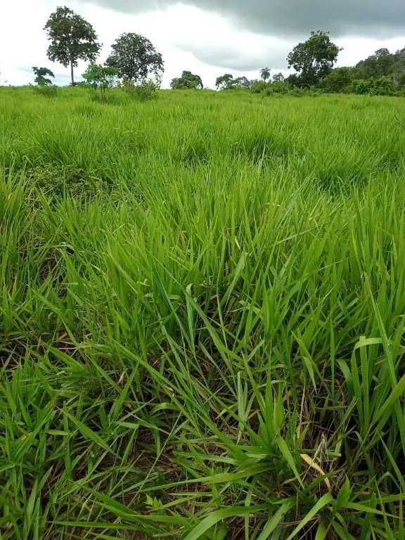 Farm for sale of 247 acres in Poconé, MT, Brazil