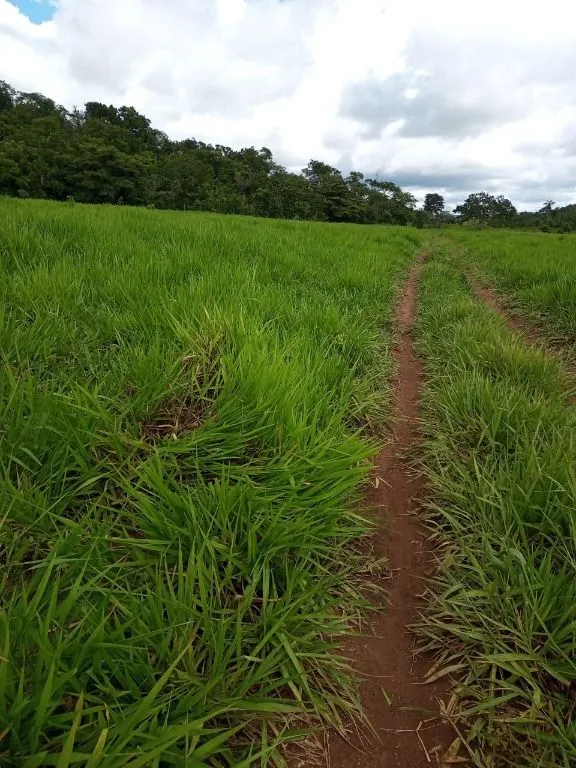 Farm for sale of 247 acres in Poconé, MT, Brazil