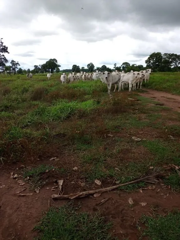 Farm for sale of 247 acres in Poconé, MT, Brazil