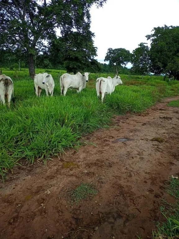 Farm for sale of 247 acres in Poconé, MT, Brazil
