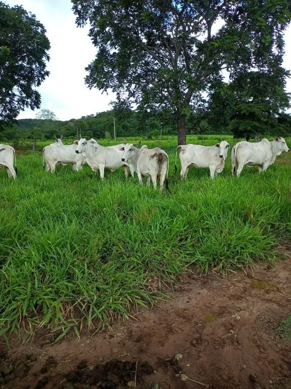Farm for sale of 247 acres in Poconé, MT, Brazil