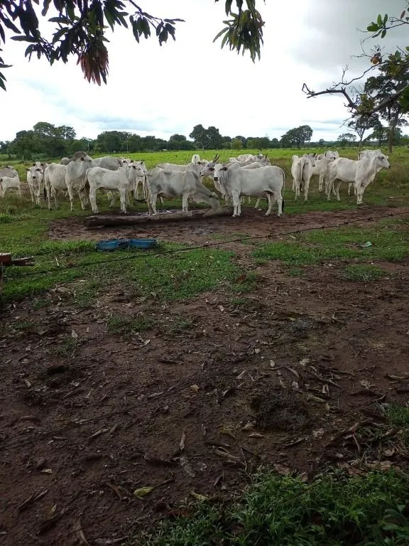 Farm for sale of 247 acres in Poconé, MT, Brazil