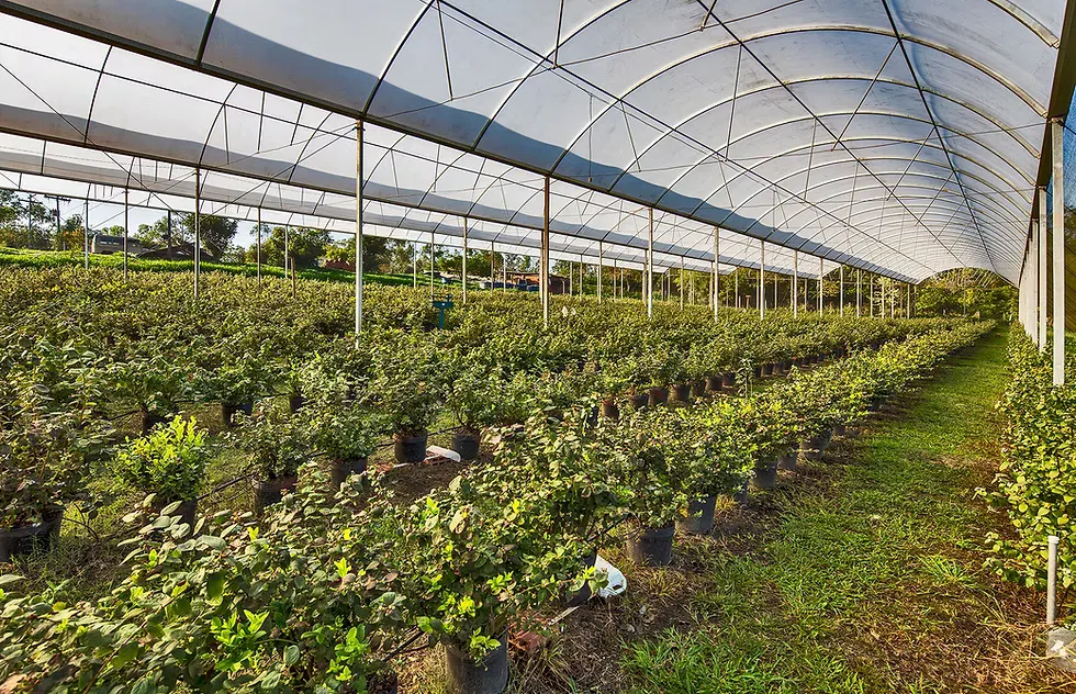Small farm for sale of 7 acres in Piracicaba, SP, Brazil