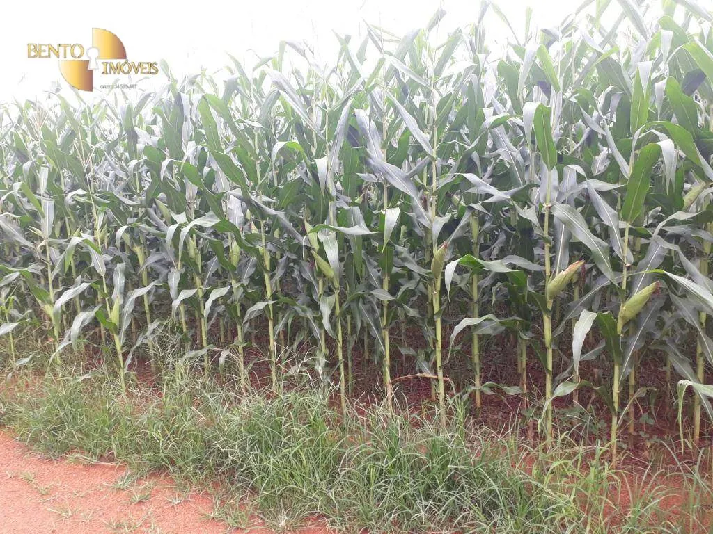 Fazenda à venda e para Arrendar de 1.830 ha em Brasnorte, MT, Brasil