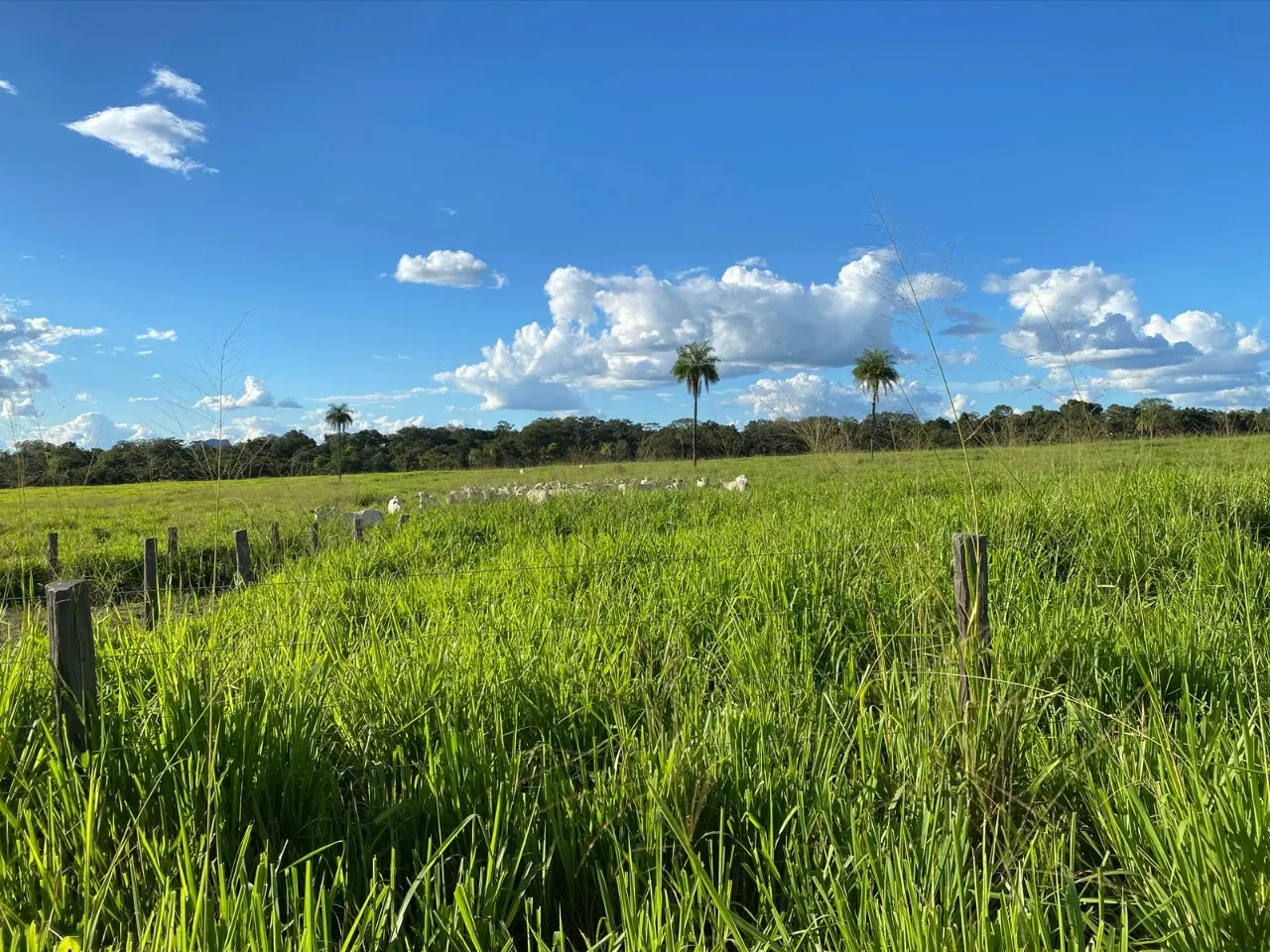 Fazenda à venda de 1.936 ha em Brasília, DF, Brasil