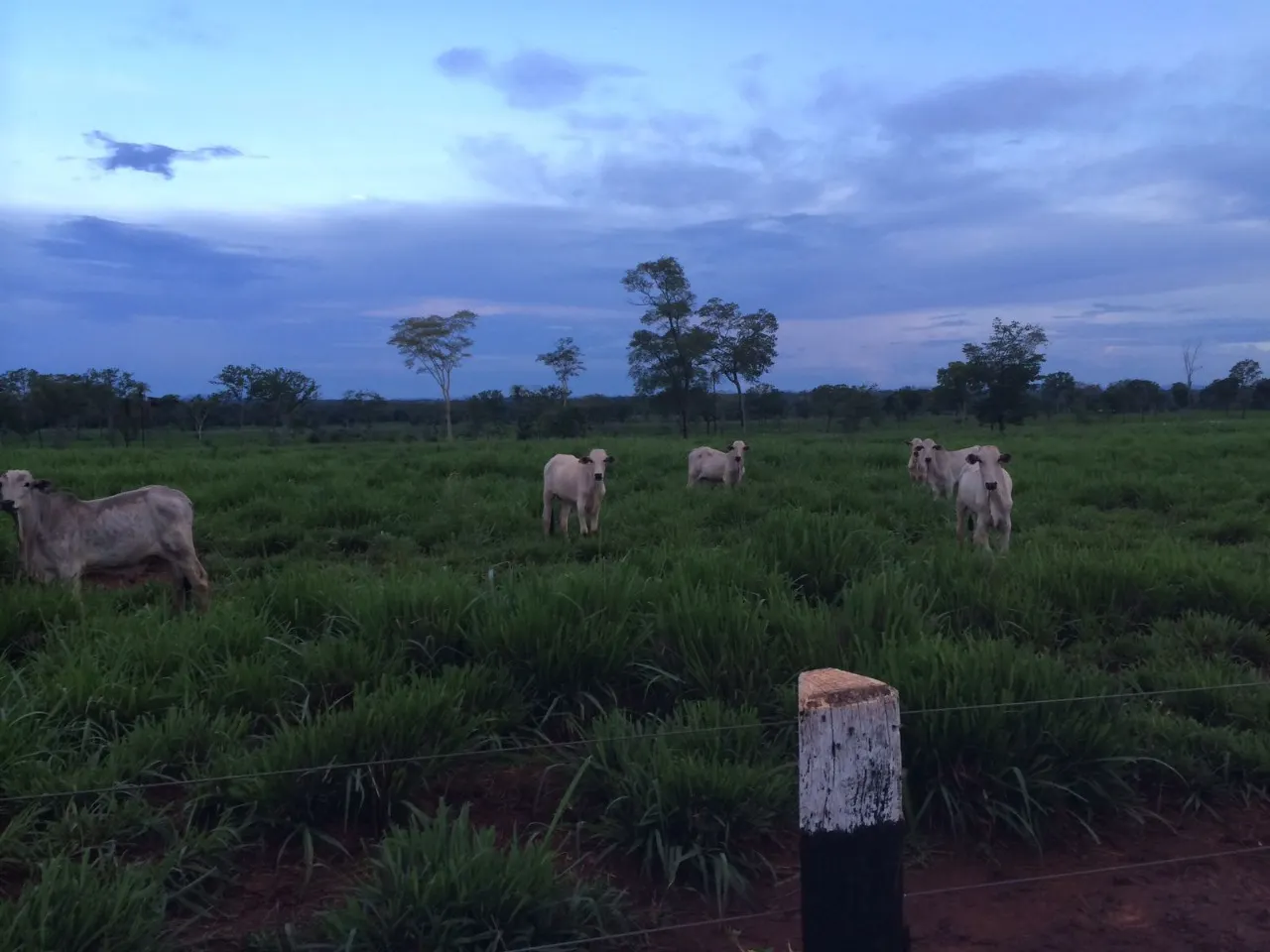 Fazenda à venda de 1.936 ha em Brasília, DF, Brasil