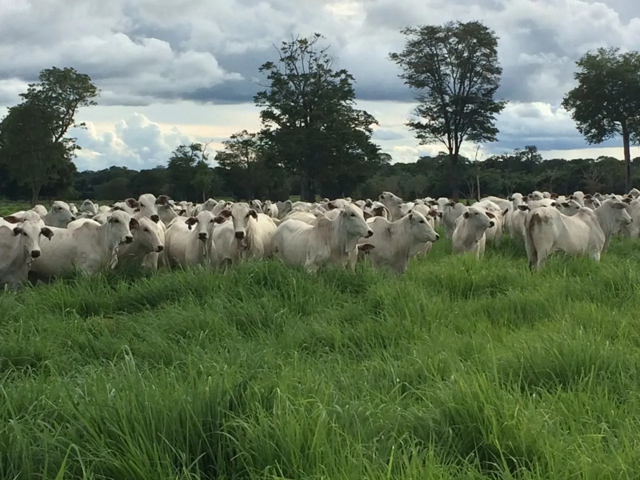 Fazenda à venda de 1.936 ha em Brasília, DF, Brasil