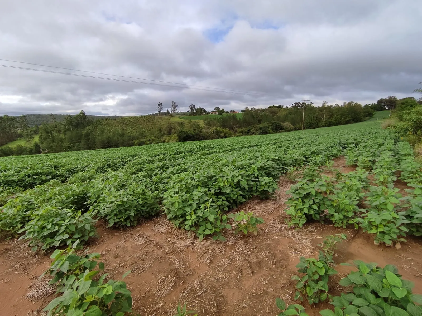 Fazenda à venda de 111 ha em Itapetininga, SP, Brasil