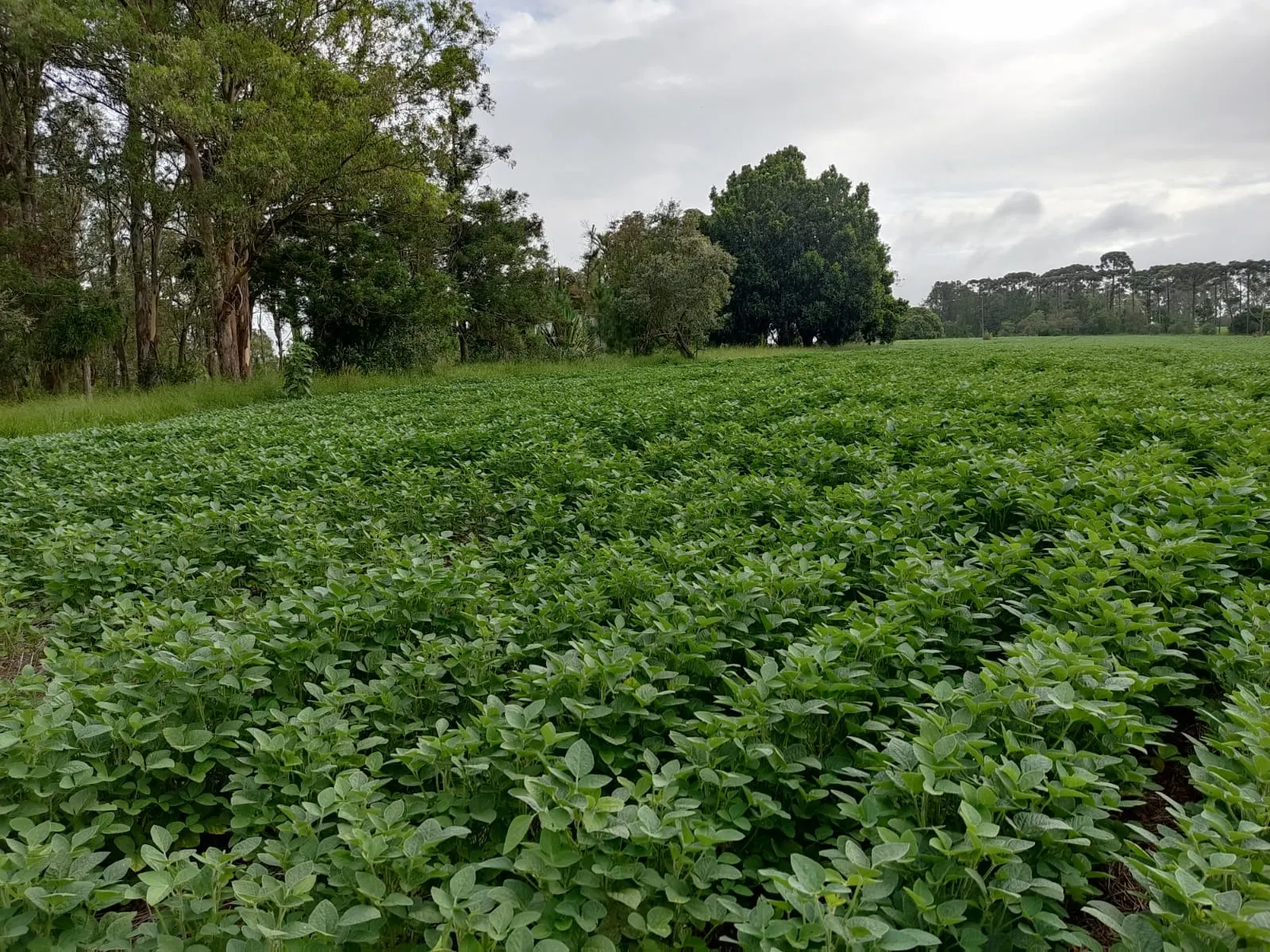 Fazenda à venda de 111 ha em Itapetininga, SP, Brasil