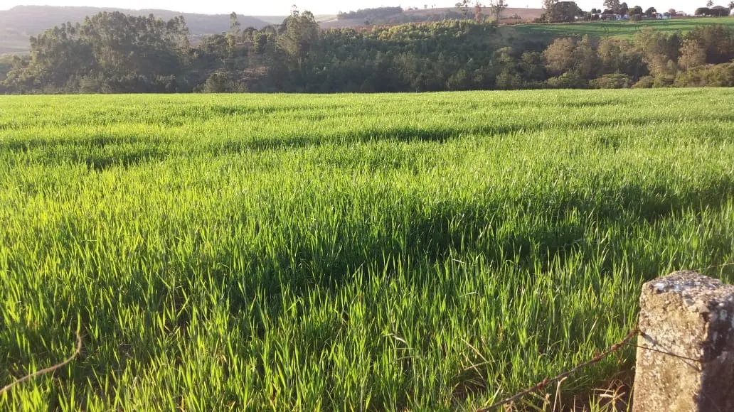 Fazenda à venda de 111 ha em Itapetininga, SP, Brasil