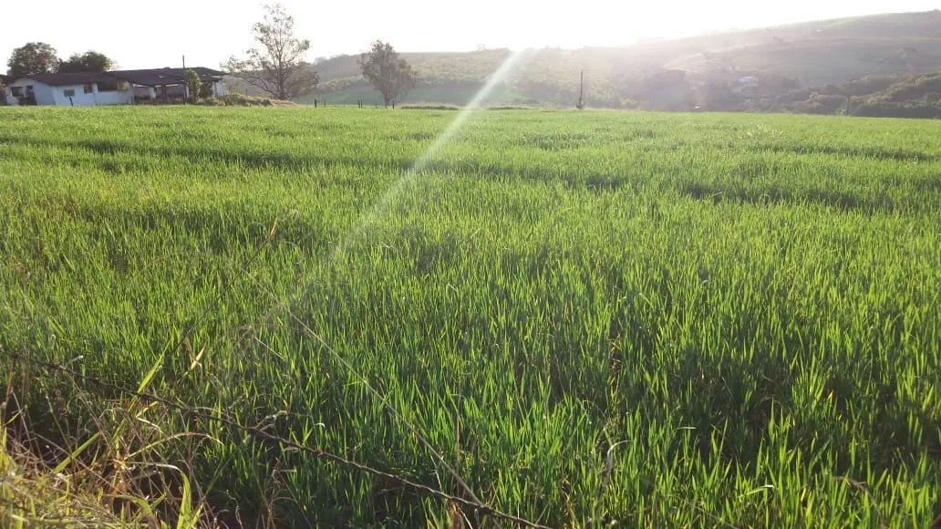 Fazenda à venda de 111 ha em Itapetininga, SP, Brasil