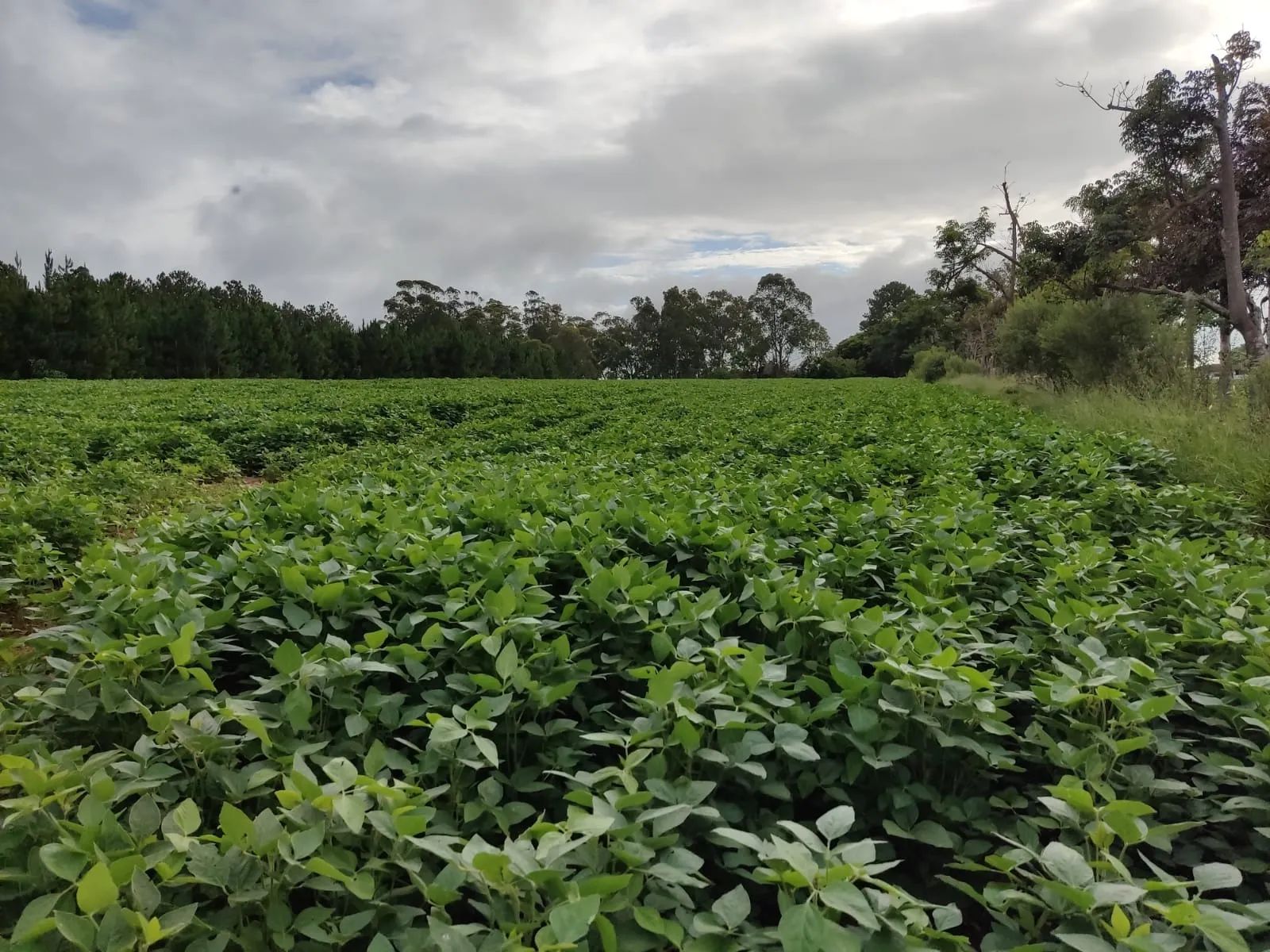 Fazenda à venda de 111 ha em Itapetininga, SP, Brasil