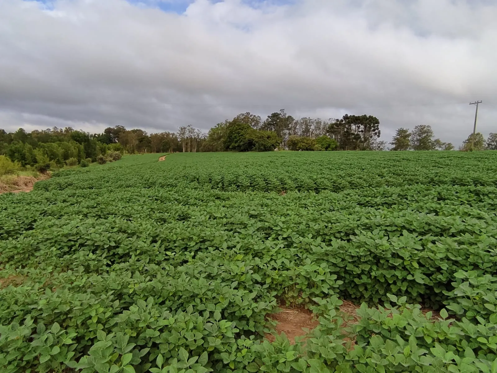 Fazenda à venda de 111 ha em Itapetininga, SP, Brasil
