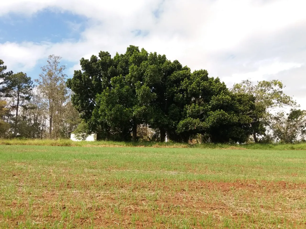 Fazenda à venda de 111 ha em Itapetininga, SP, Brasil