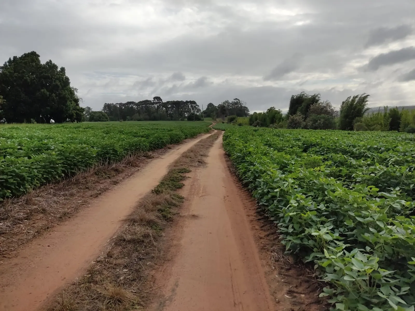 Fazenda à venda de 111 ha em Itapetininga, SP, Brasil