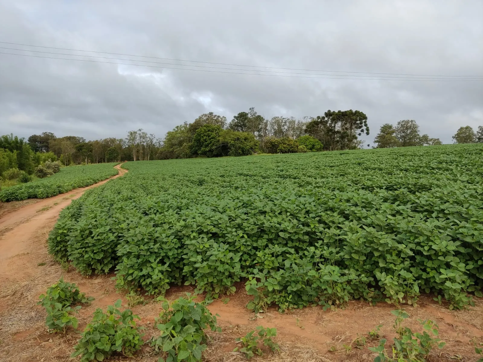 Fazenda à venda de 111 ha em Itapetininga, SP, Brasil