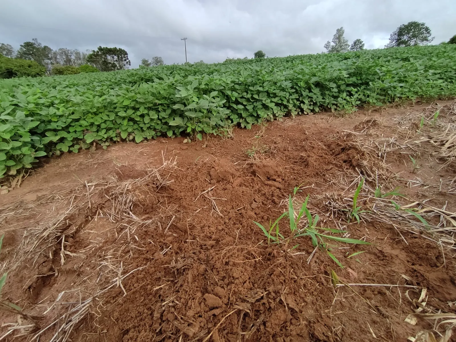 Fazenda à venda de 111 ha em Itapetininga, SP, Brasil