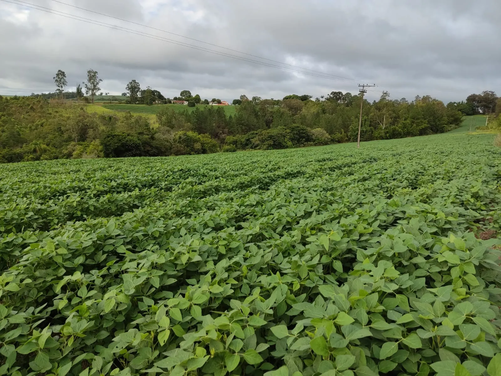 Fazenda à venda de 111 ha em Itapetininga, SP, Brasil
