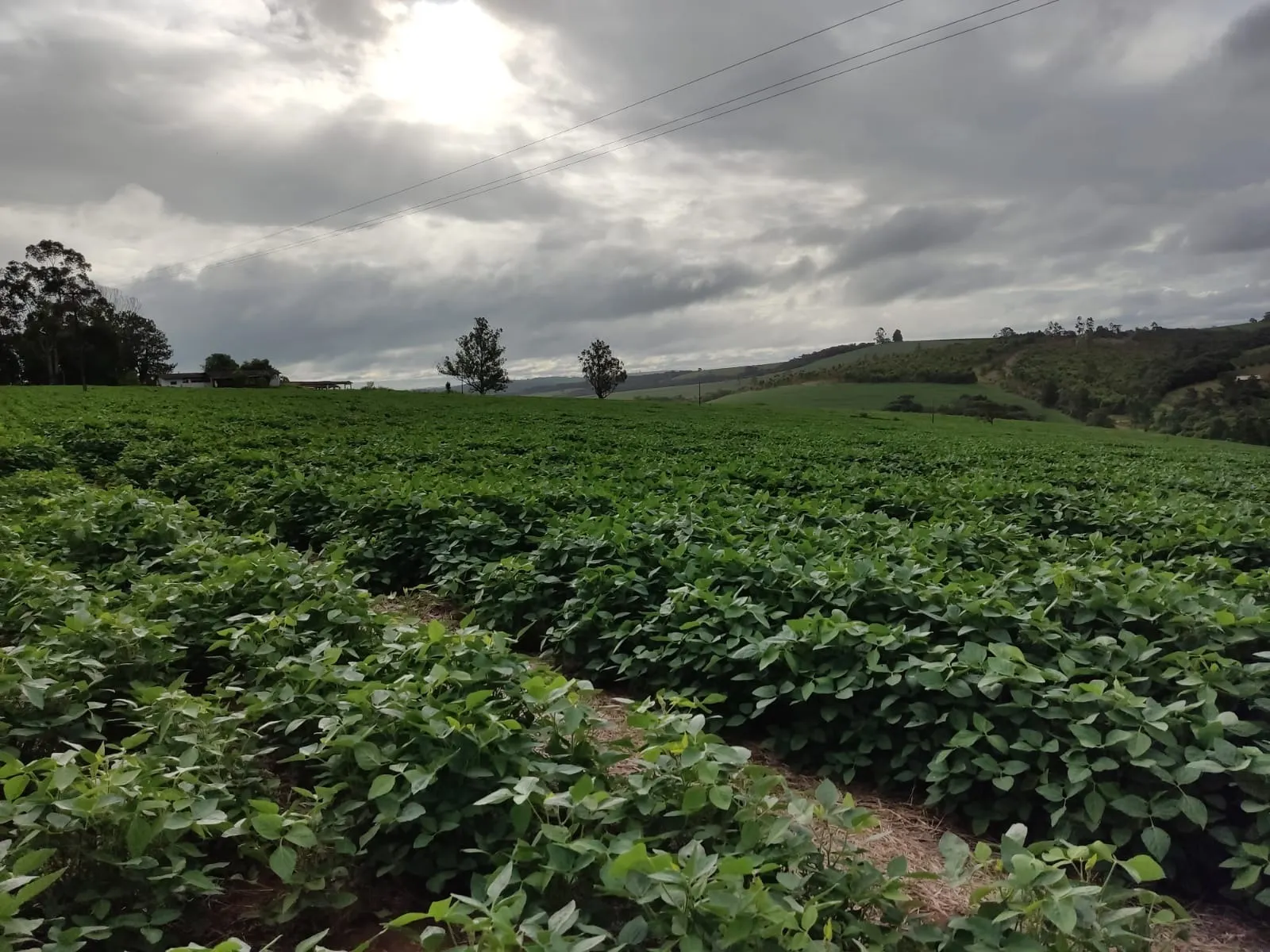 Fazenda à venda de 111 ha em Itapetininga, SP, Brasil