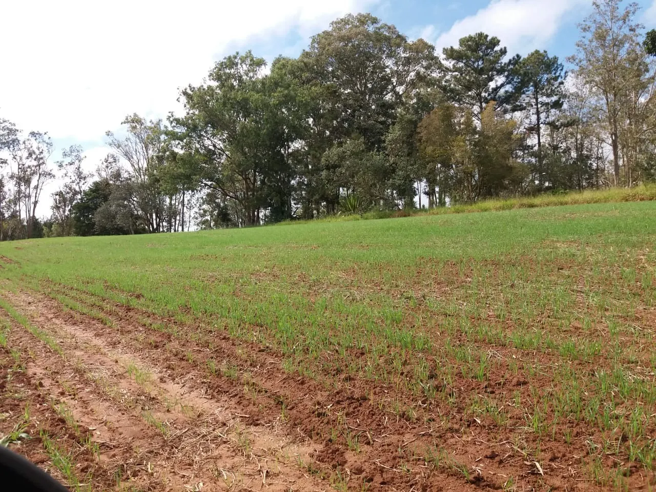 Fazenda à venda de 111 ha em Itapetininga, SP, Brasil
