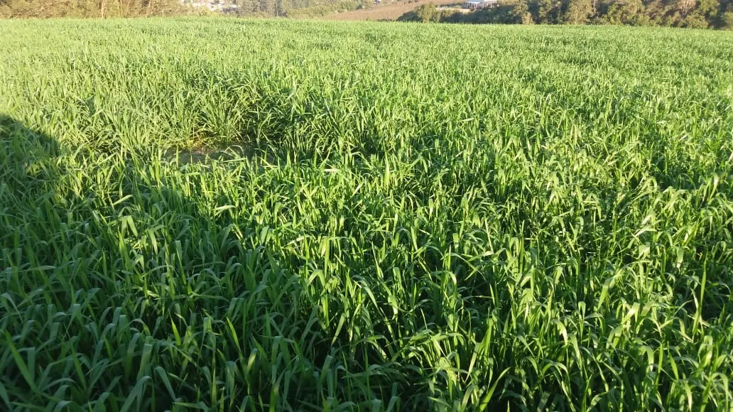 Fazenda à venda de 111 ha em Itapetininga, SP, Brasil