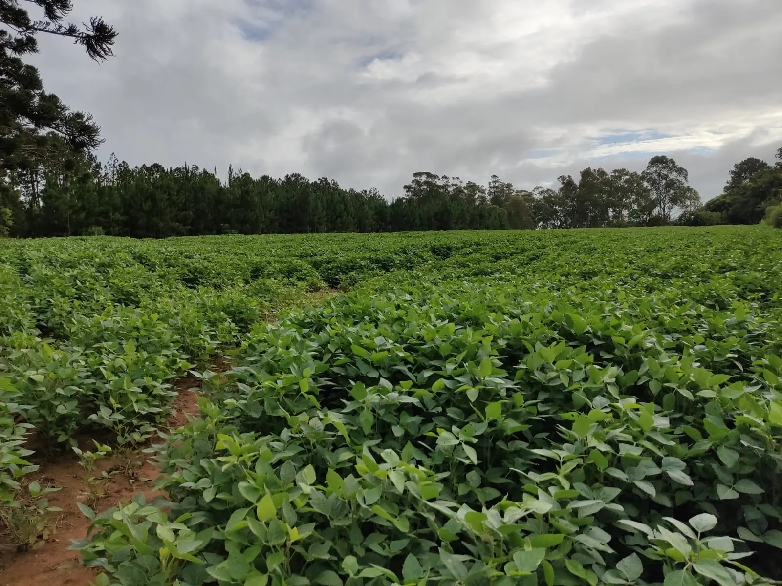 Fazenda à venda de 111 ha em Itapetininga, SP, Brasil