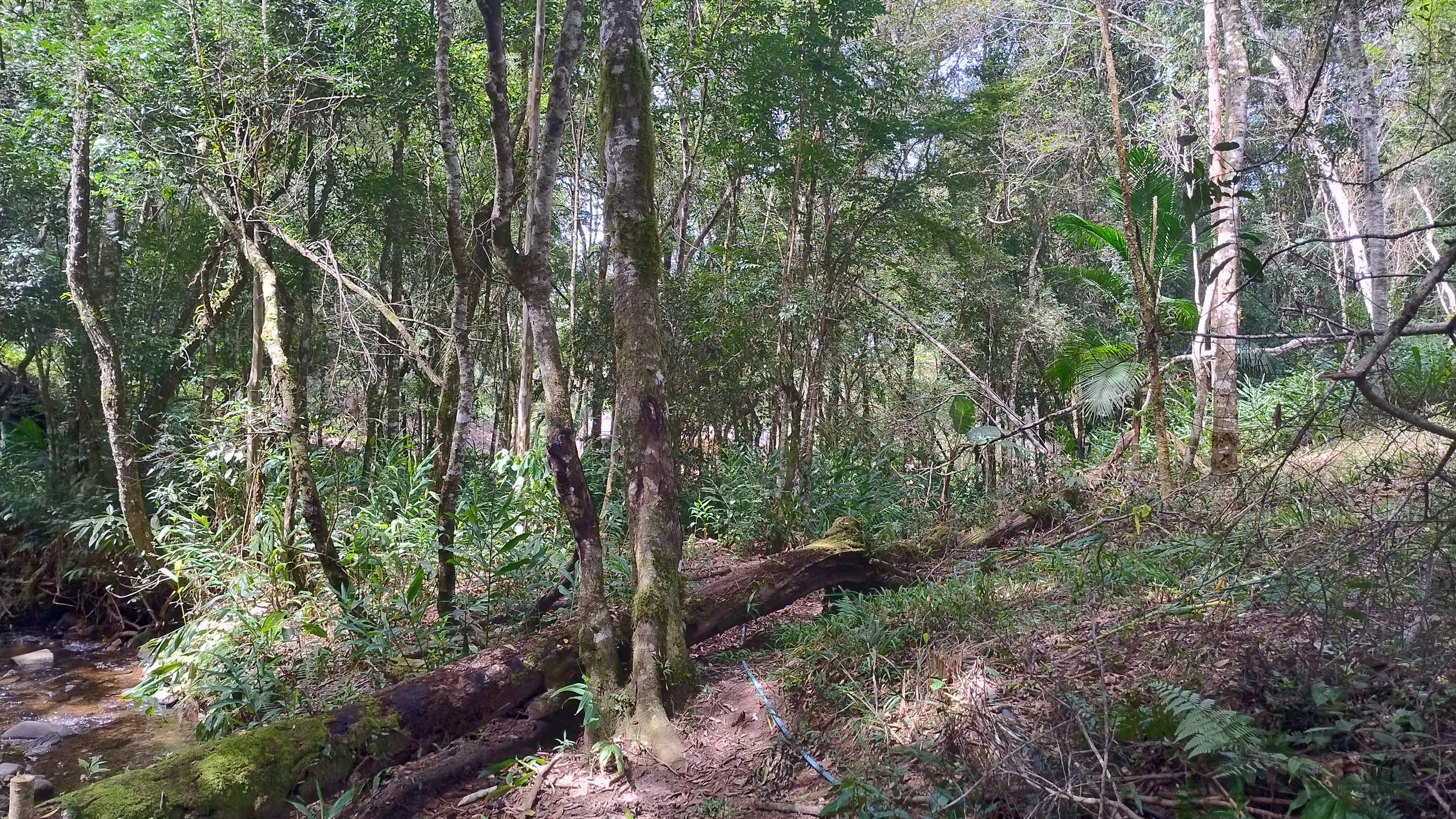 Small farm for sale of 7 acres in Bom Sucesso de Itararé, SP, Brazil
