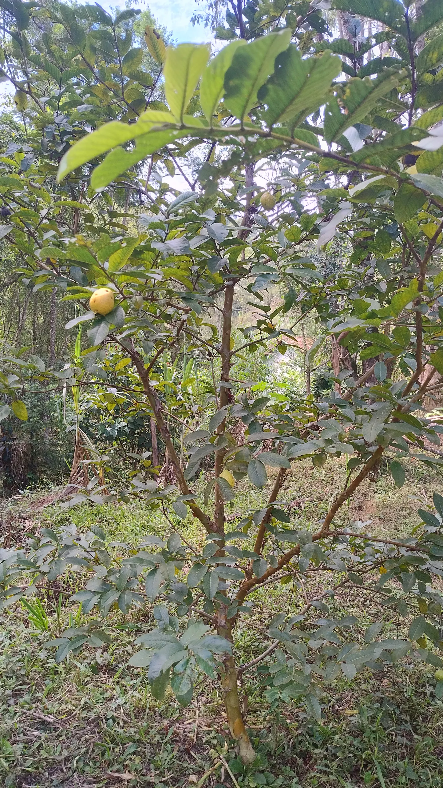 Small farm for sale of 7 acres in Bom Sucesso de Itararé, SP, Brazil