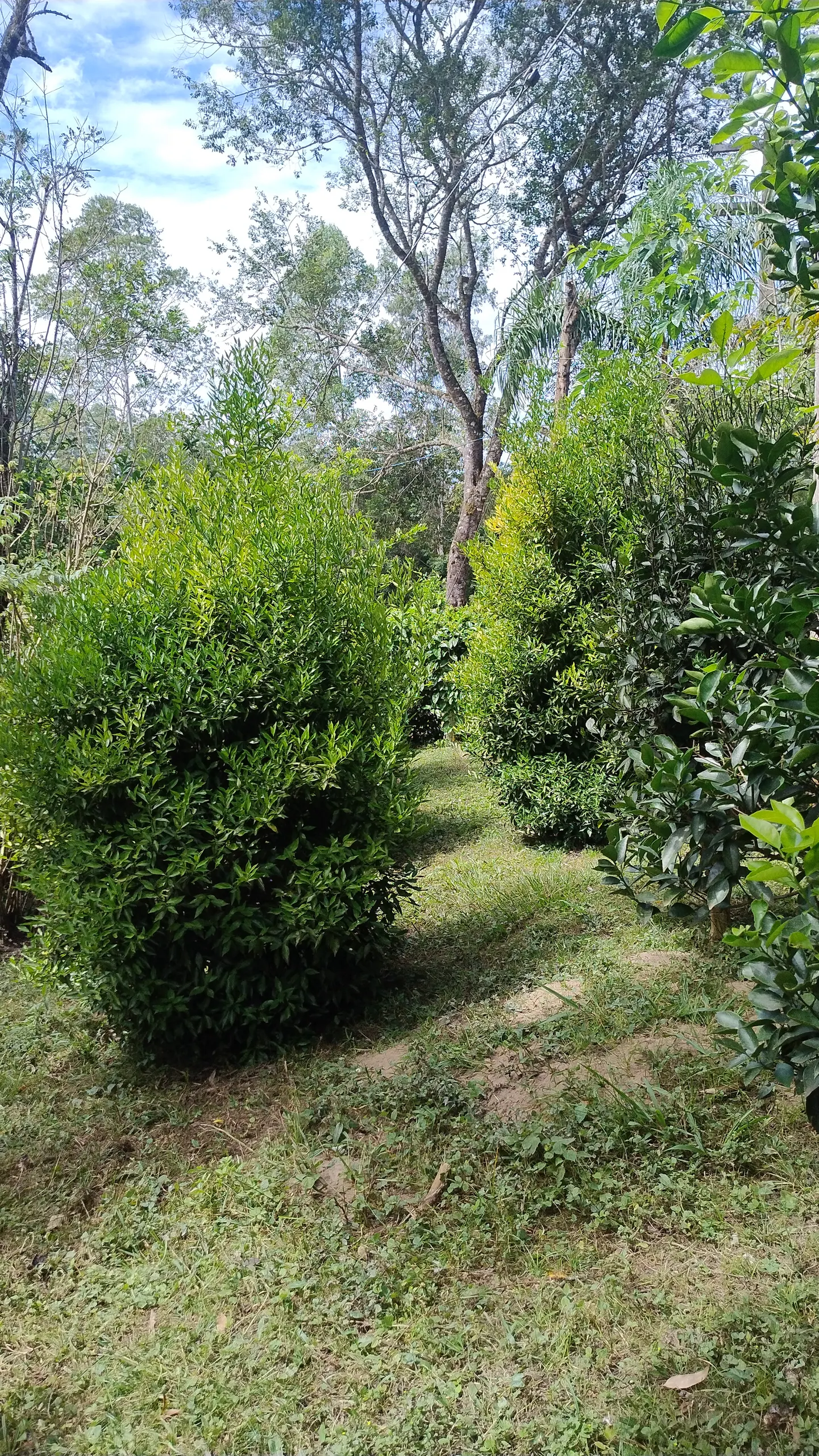 Small farm for sale of 7 acres in Bom Sucesso de Itararé, SP, Brazil