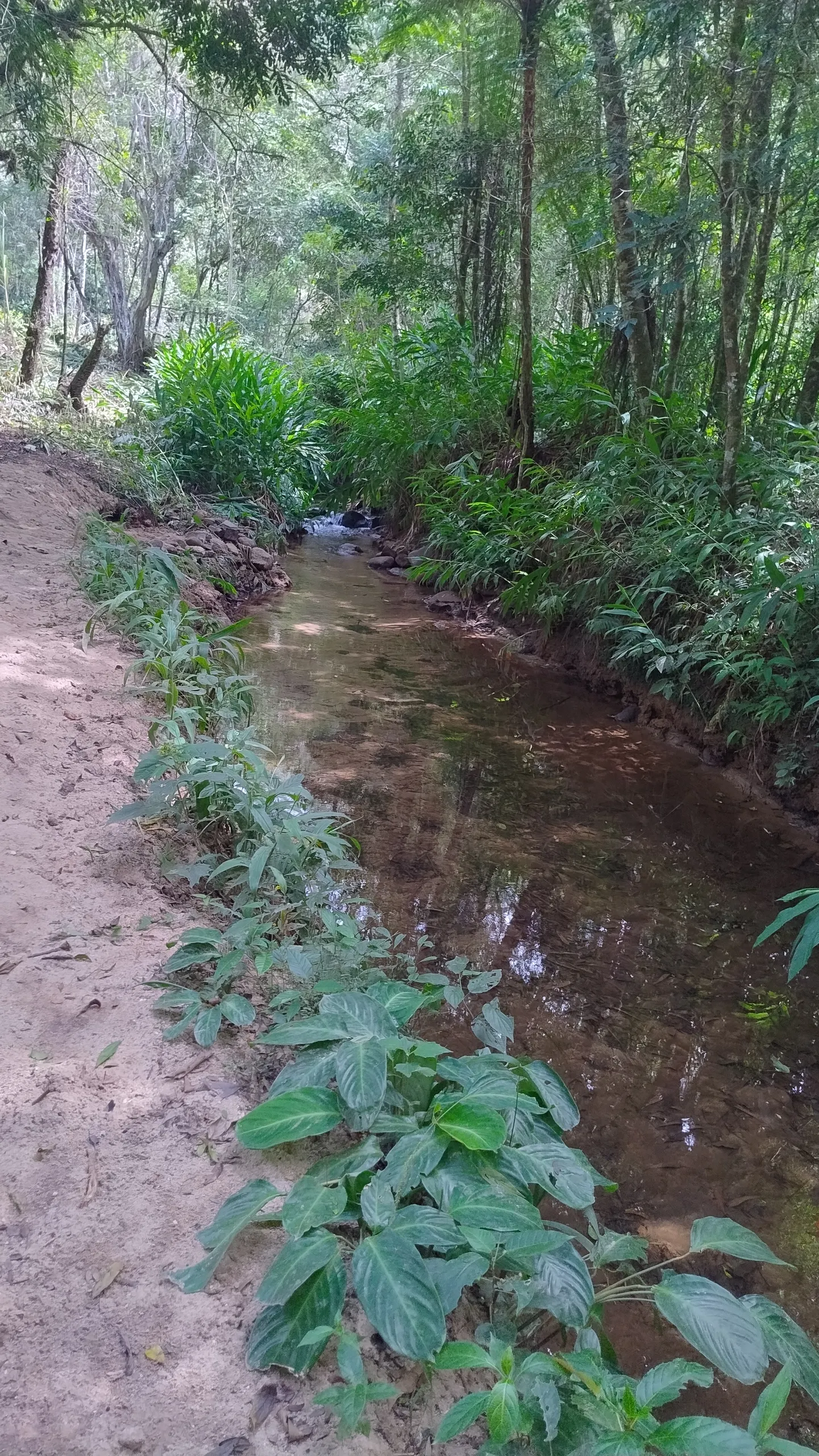 Small farm for sale of 7 acres in Bom Sucesso de Itararé, SP, Brazil