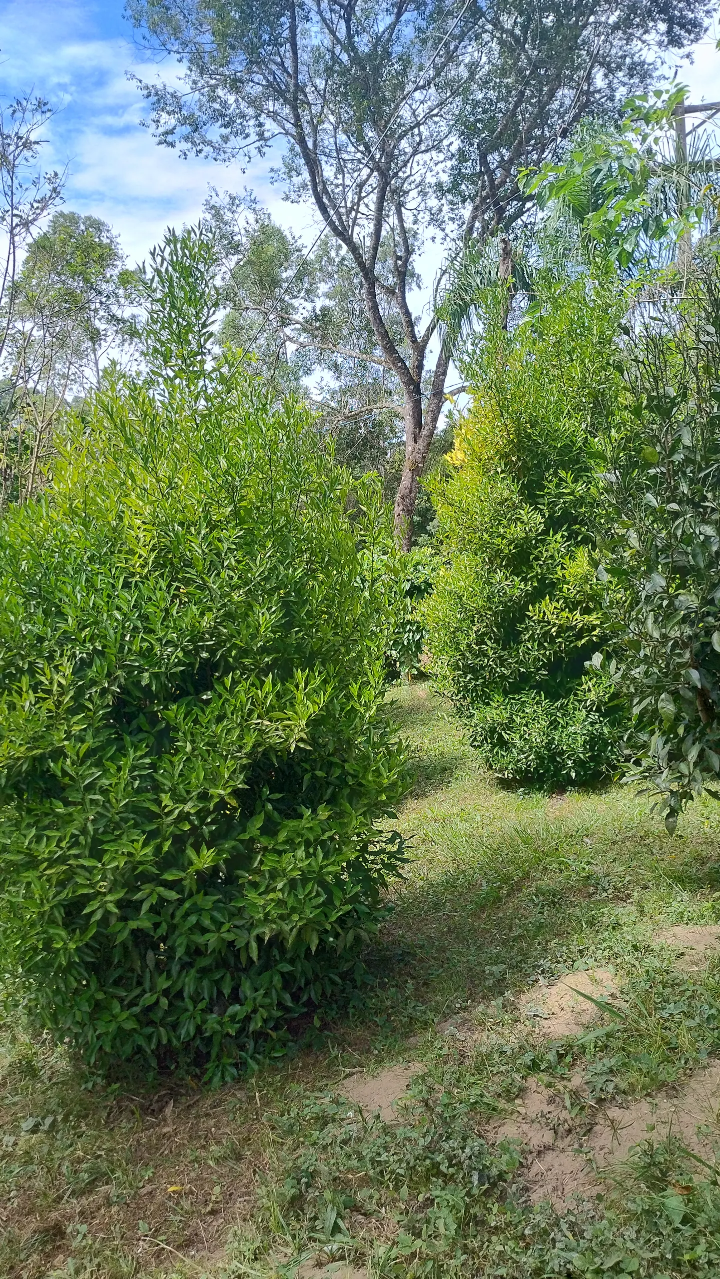 Small farm for sale of 7 acres in Bom Sucesso de Itararé, SP, Brazil