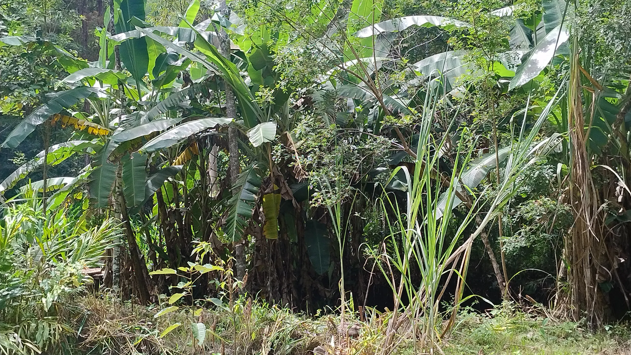 Small farm for sale of 7 acres in Bom Sucesso de Itararé, SP, Brazil